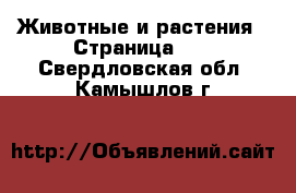  Животные и растения - Страница 10 . Свердловская обл.,Камышлов г.